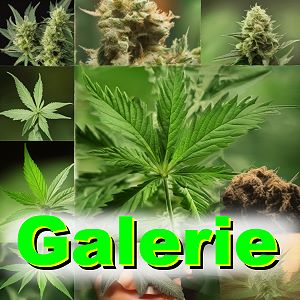 Galerie