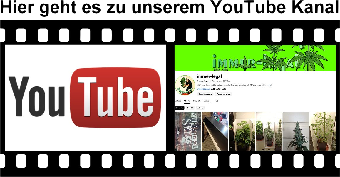 immer legal YouTube Kanal
